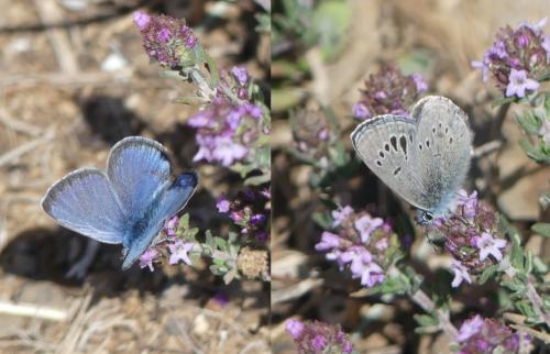 Réf. 300 752 : Glaucopsyche melanops